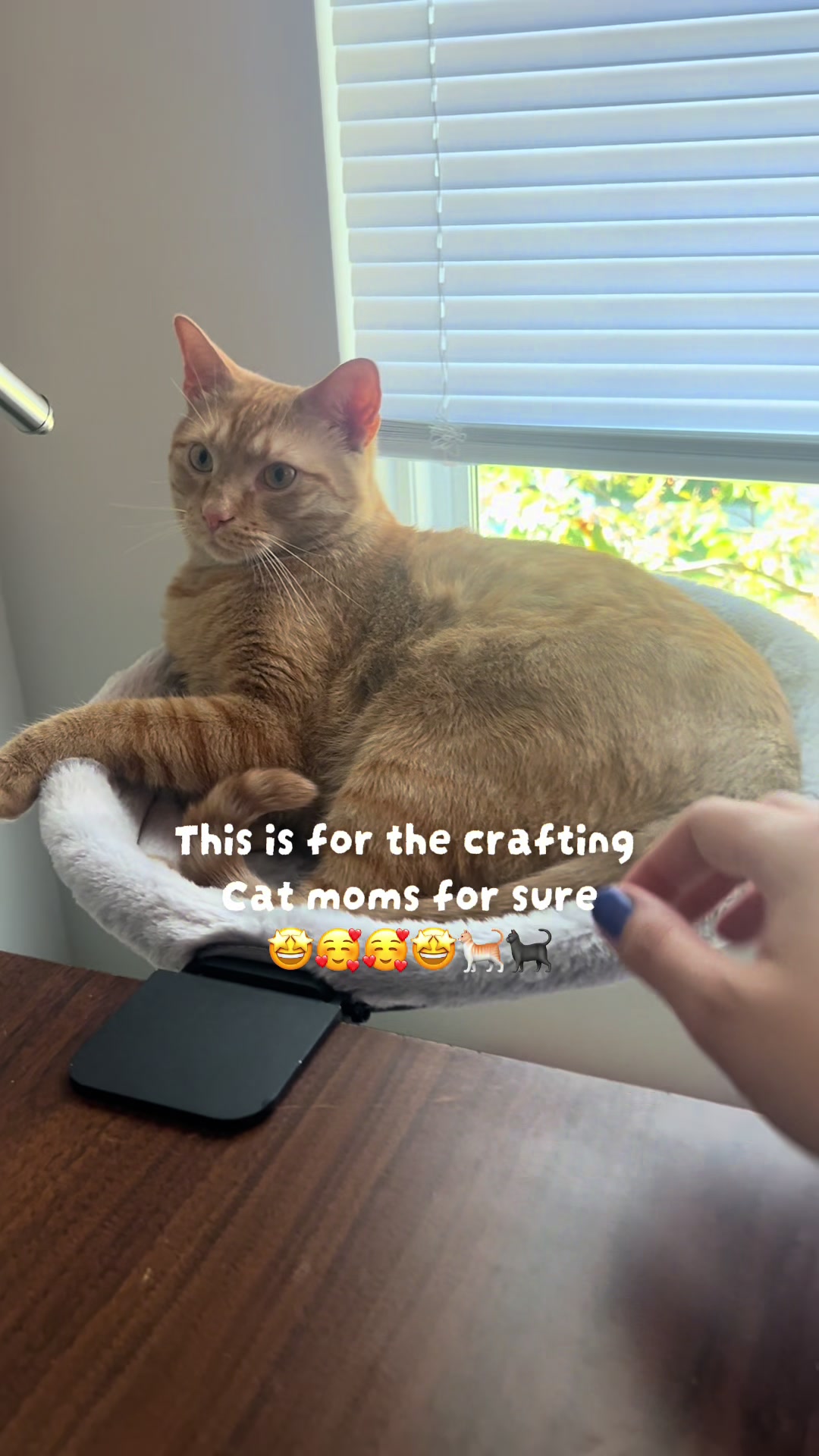 @Bella’s cats & hedgehog deals