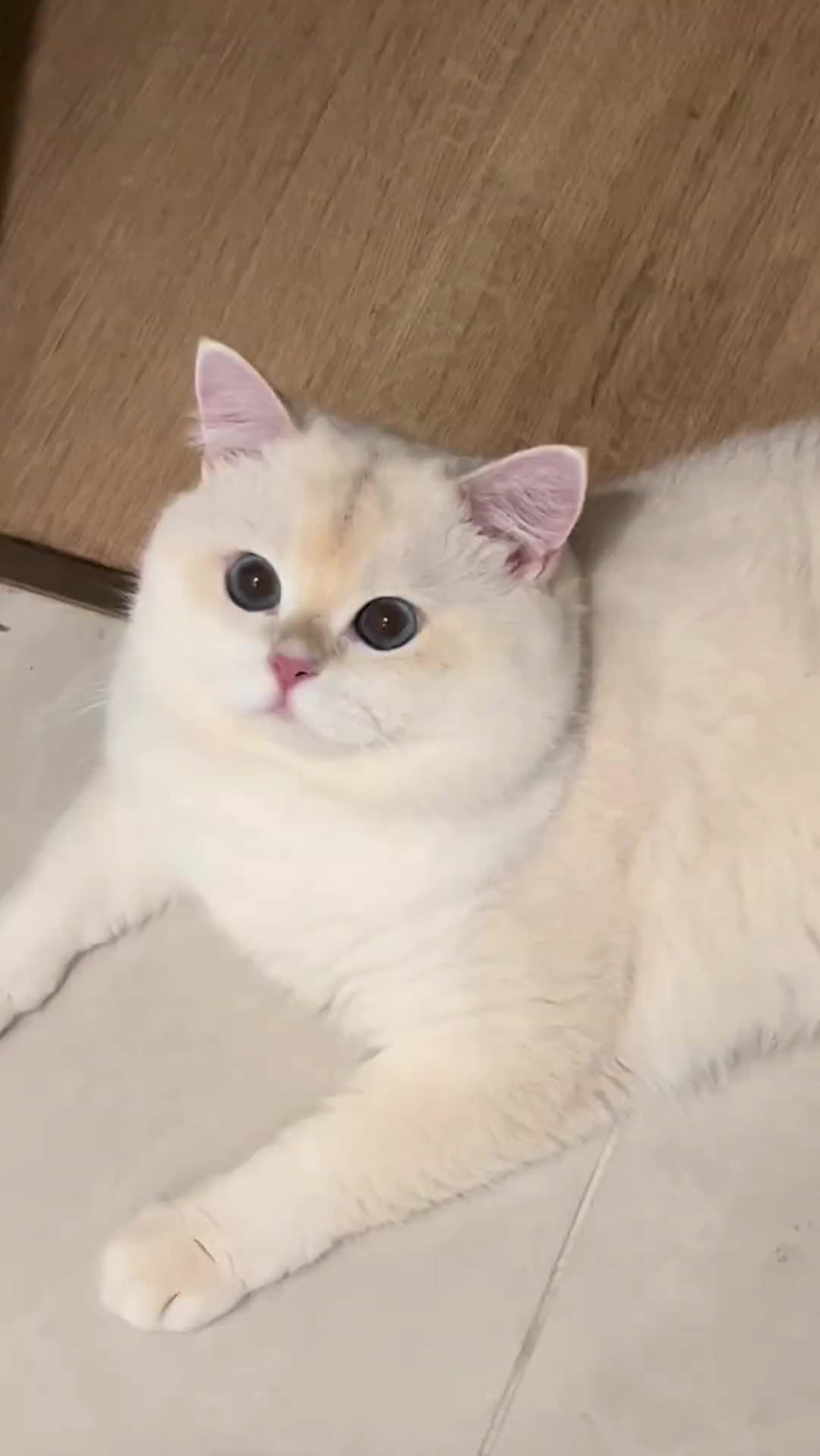 @cheerypaws