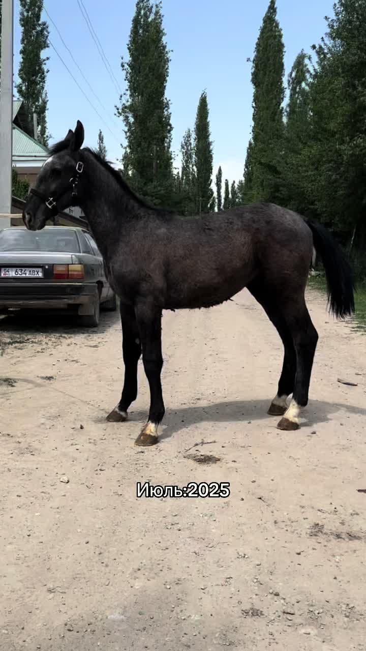 @aksy.jylkylary
