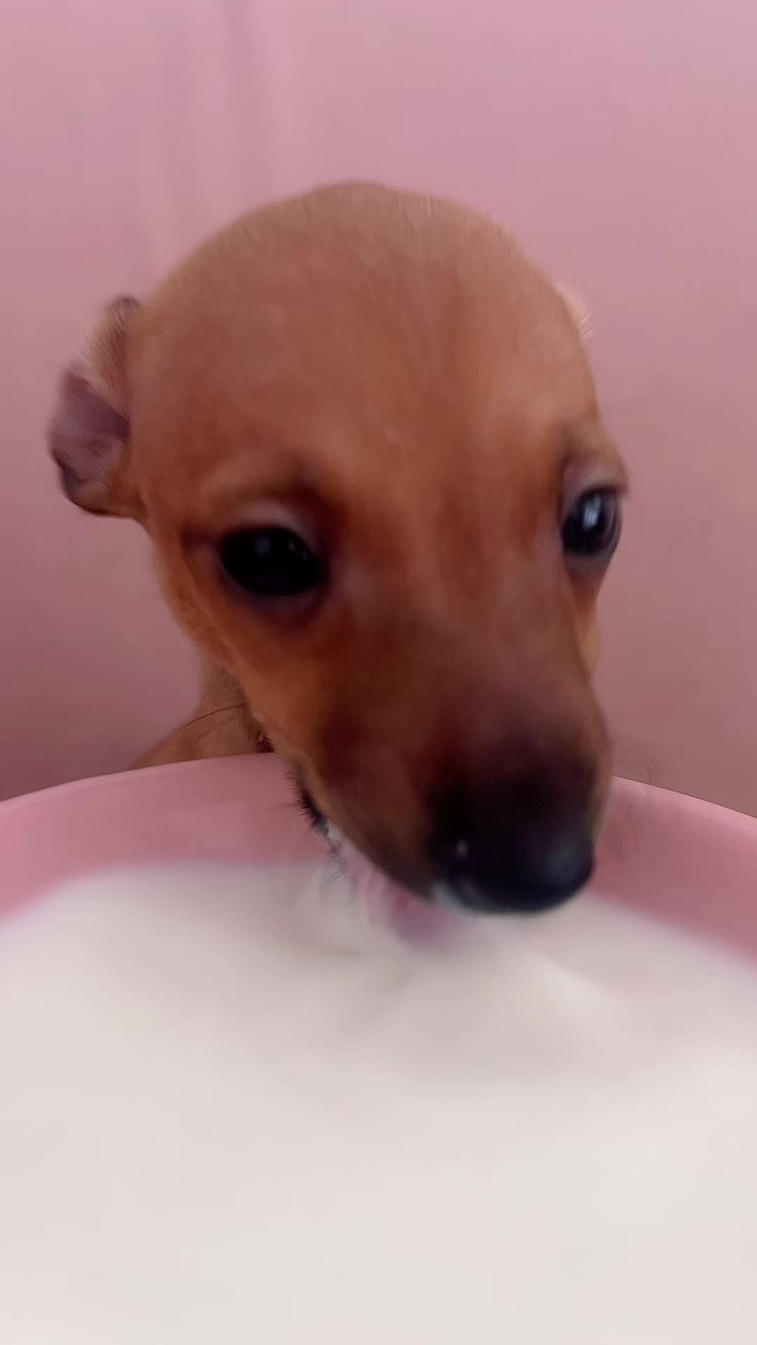 @Pet World Hub
