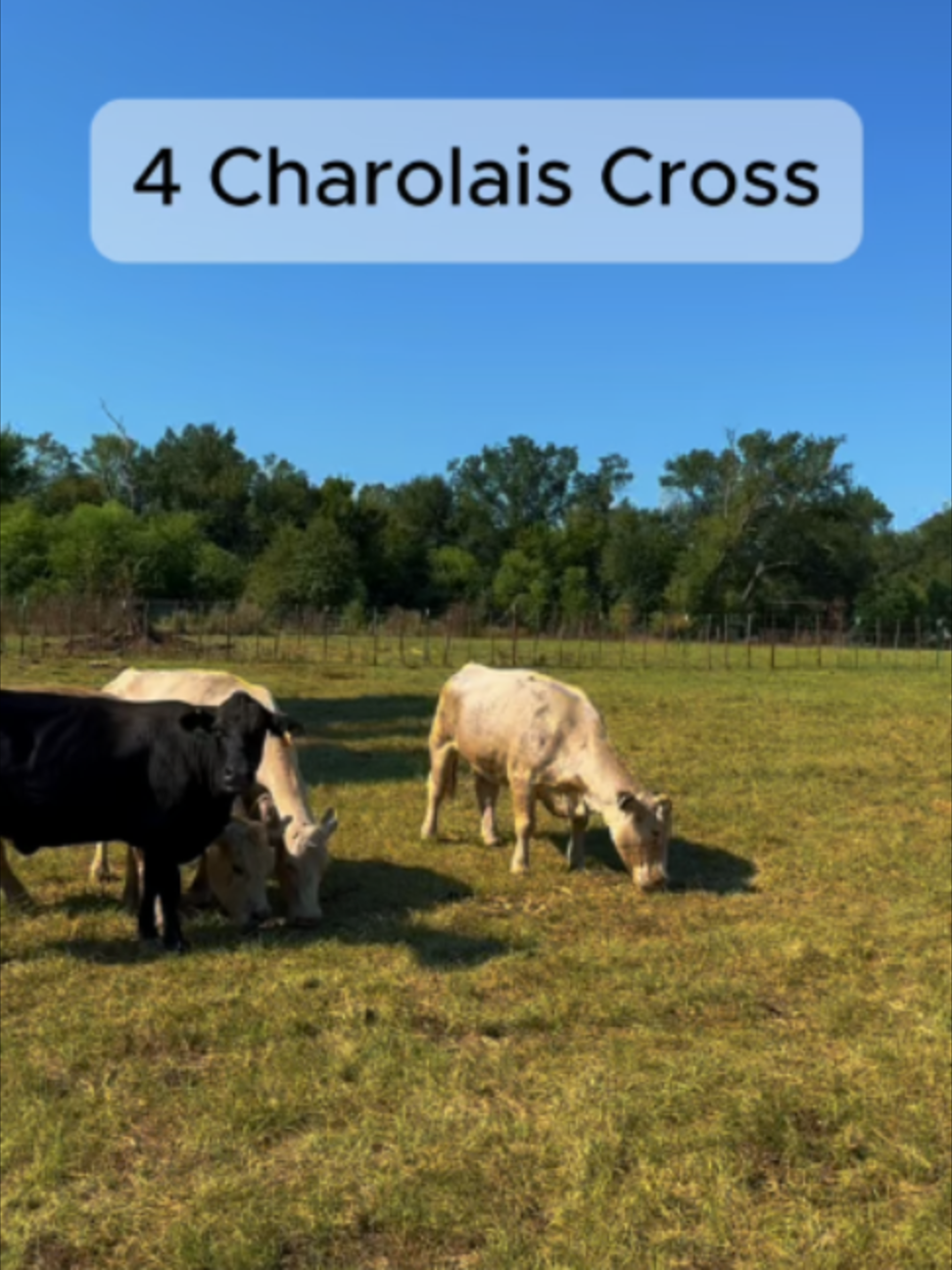 @Rutherford Land and Cattle