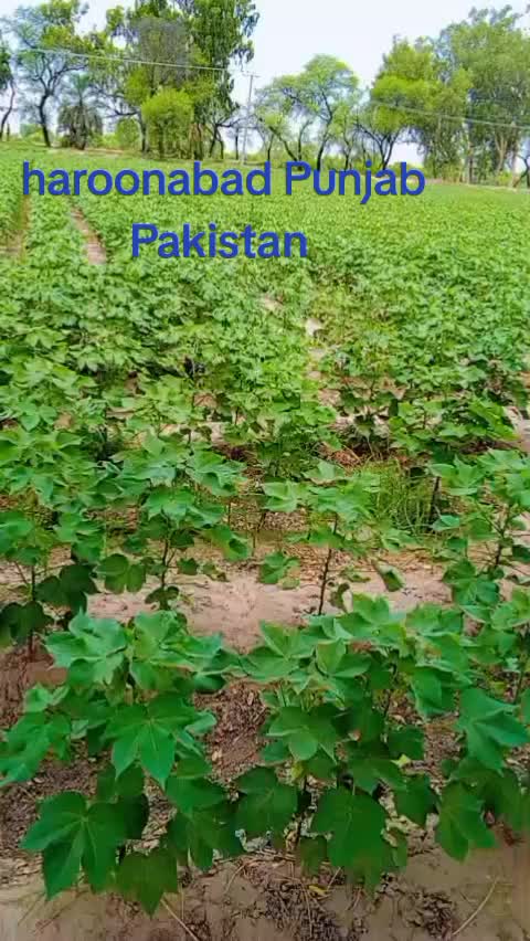 @ARAIN SHEHZADA 440