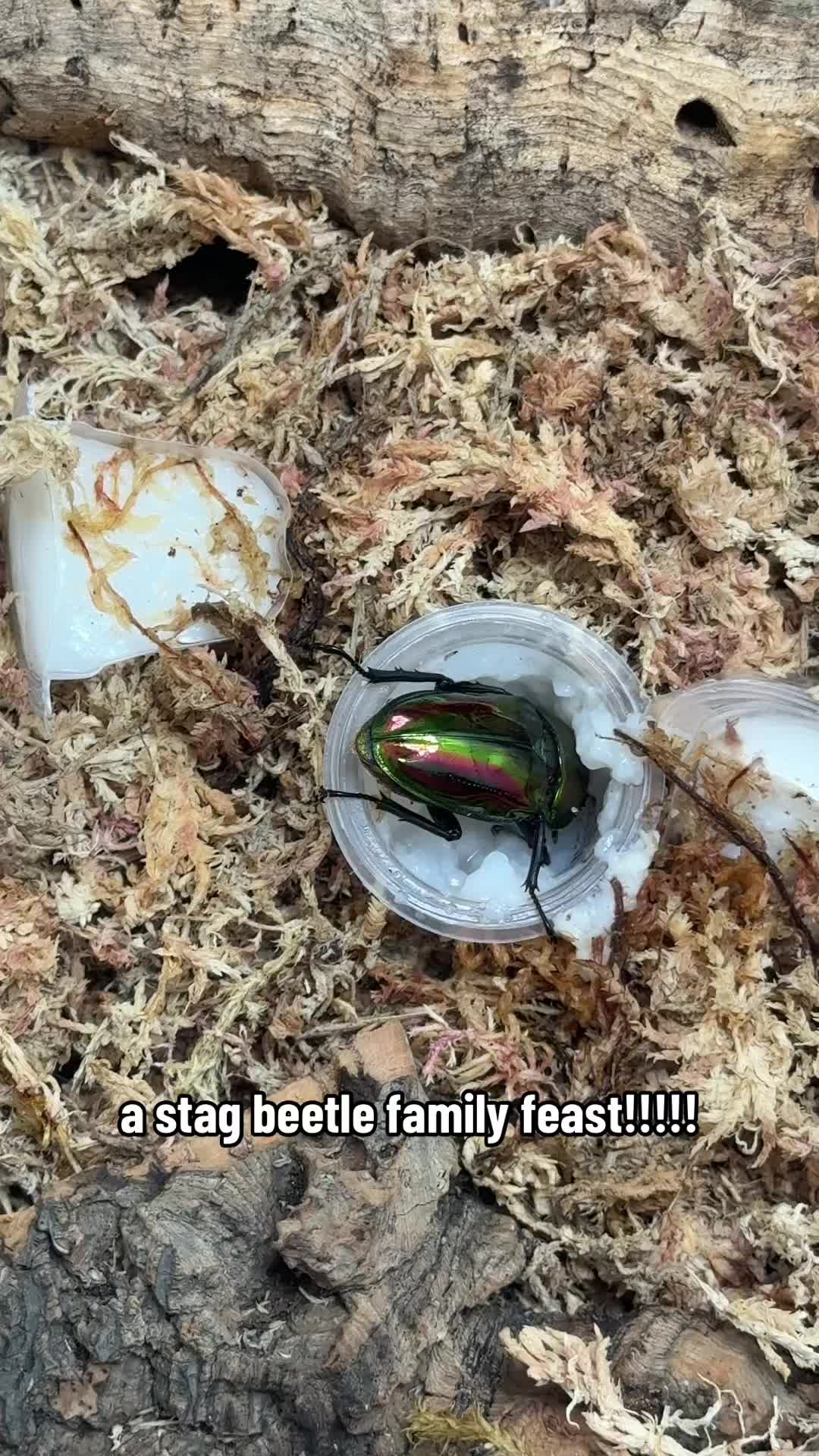 @claraoptera