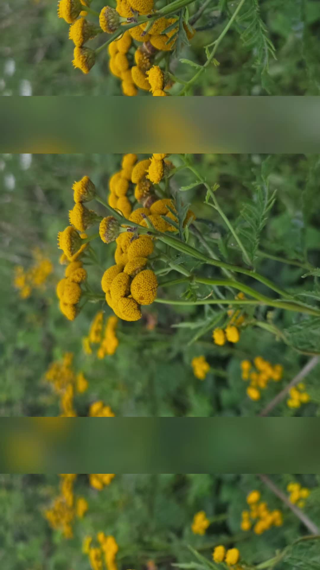 @1ngeh🫴😘