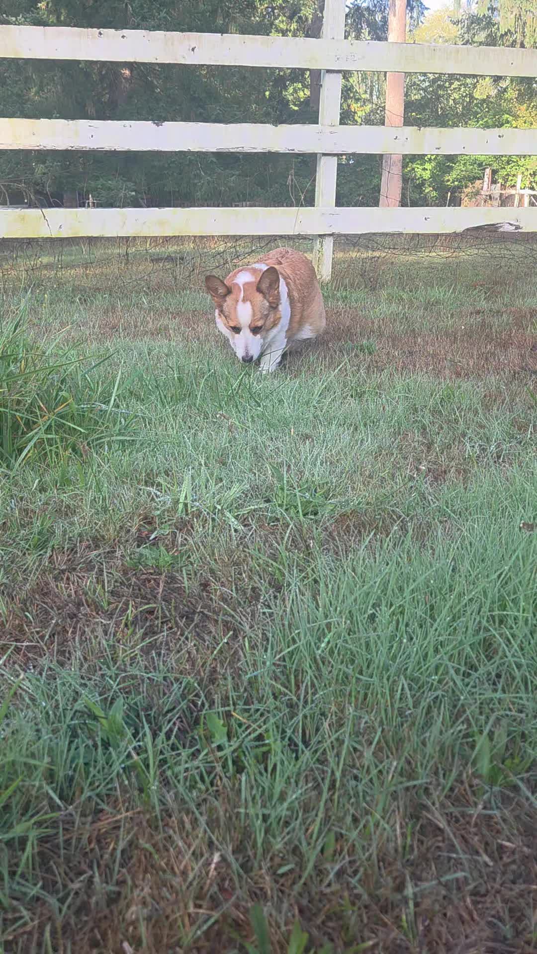 @PNW Pembroke Welsh Corgis