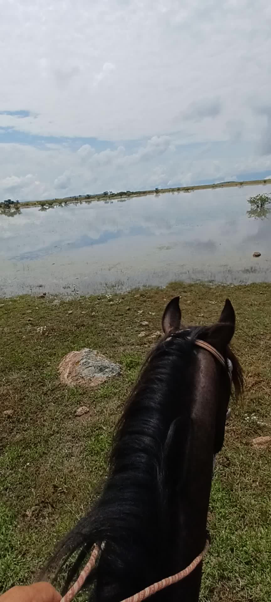 @El zurdo🌵🐴