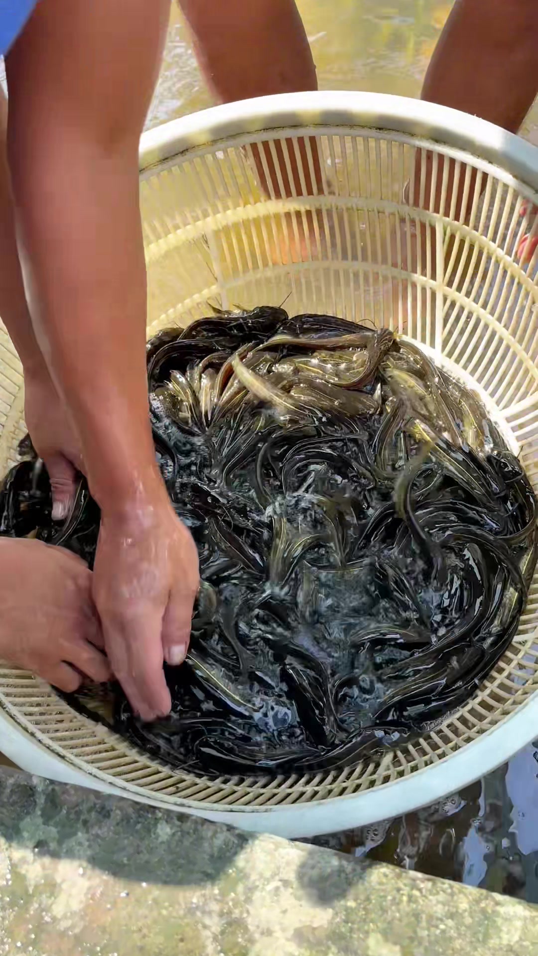 @Trại Cá Giống Quang Lâm