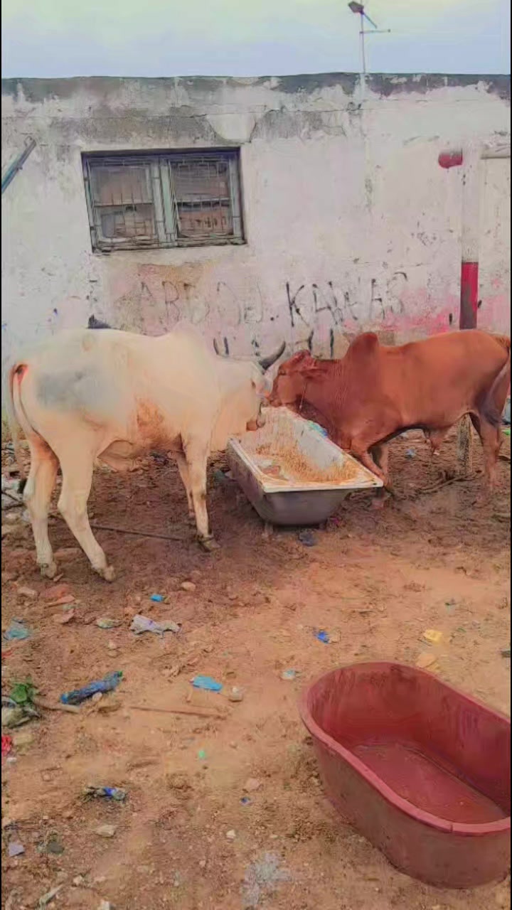 @talibé sriegne saliou