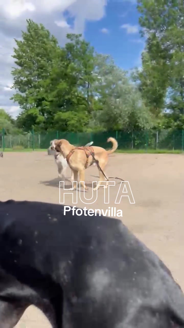 @Pfotenvilla HuTa