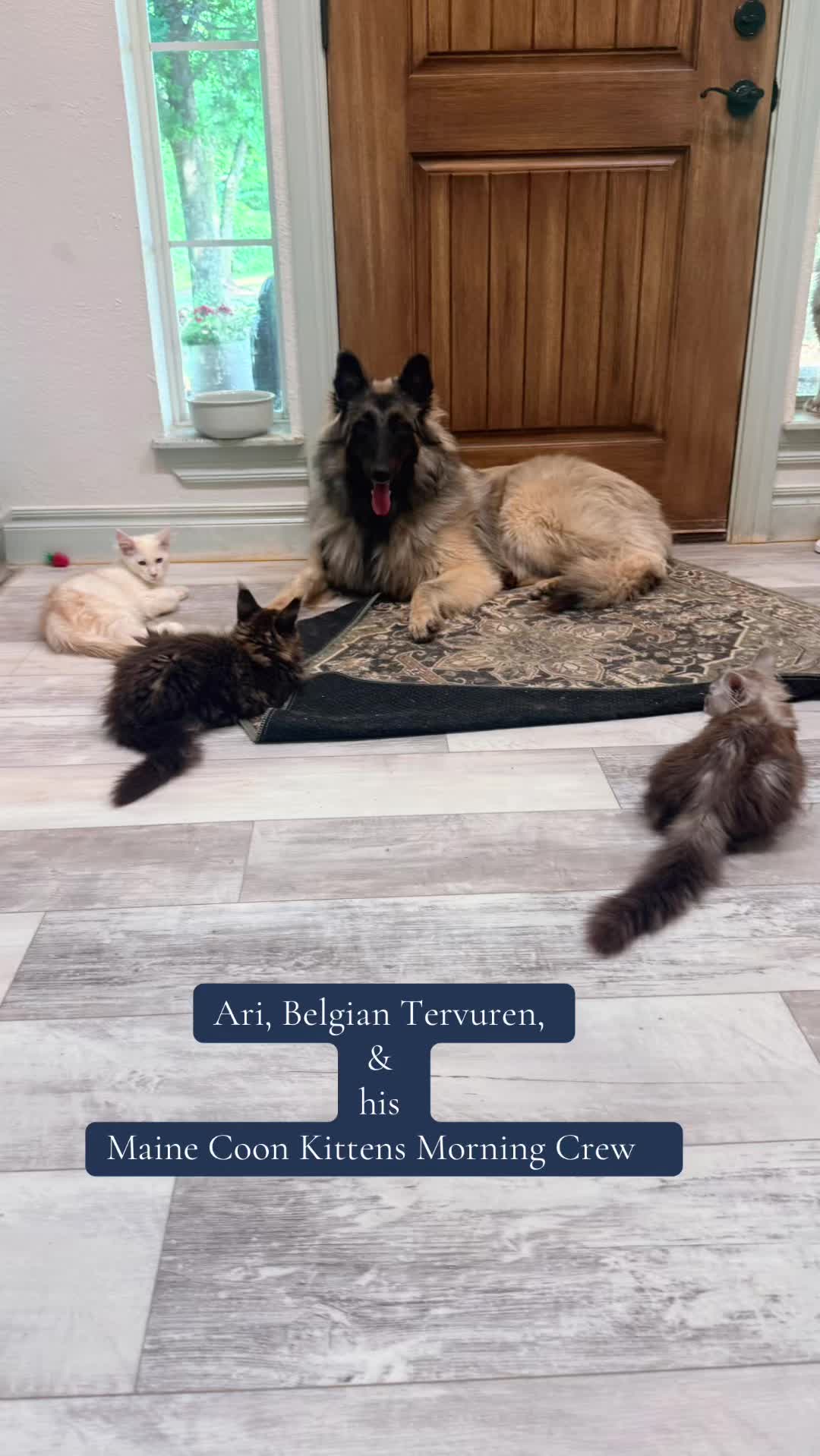 @Bellatrix Maine Coon Cattery