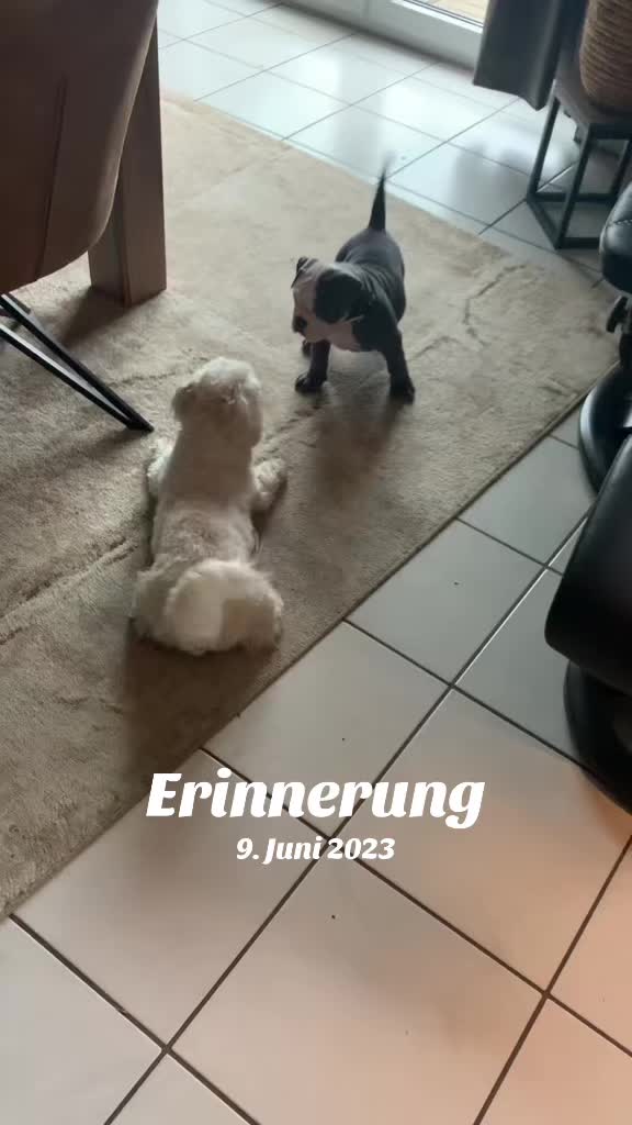 @Kalle 🐕