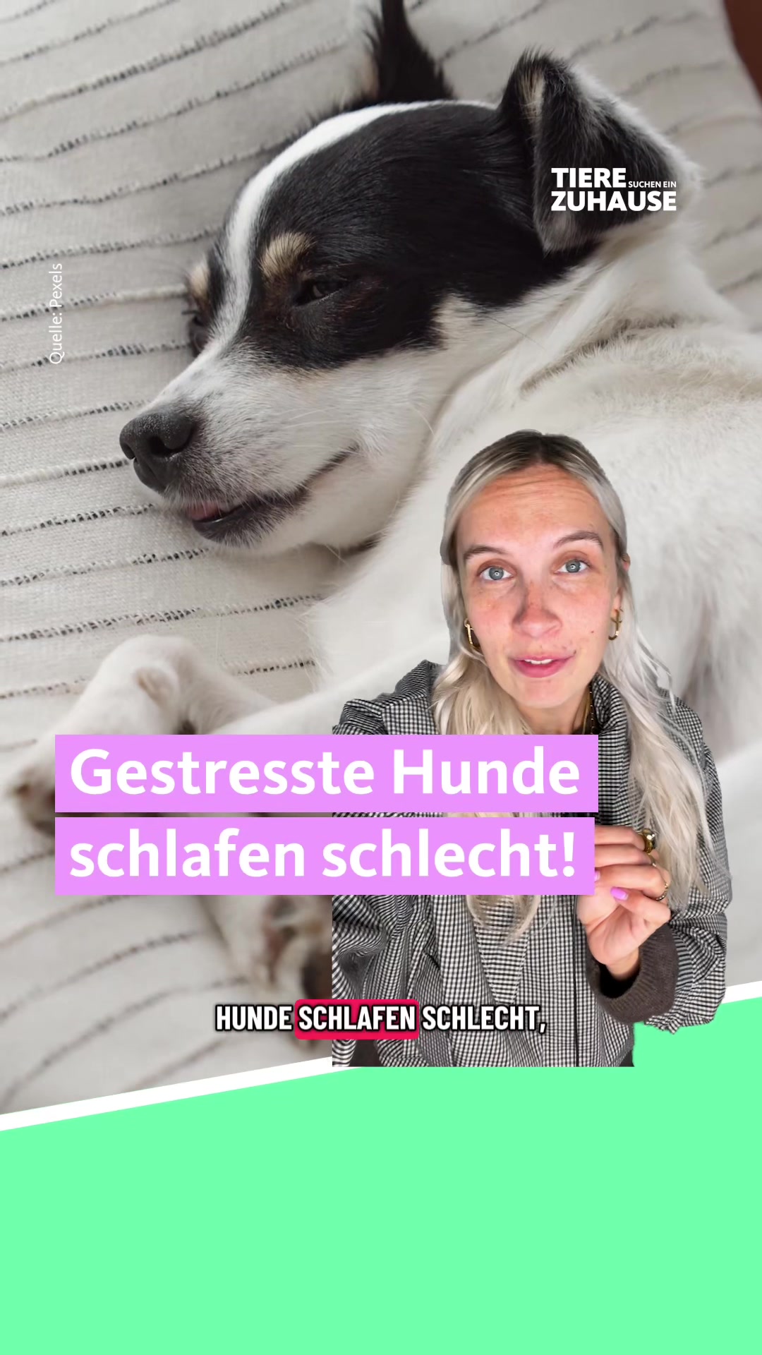 @Tiere suchen ein Zuhause