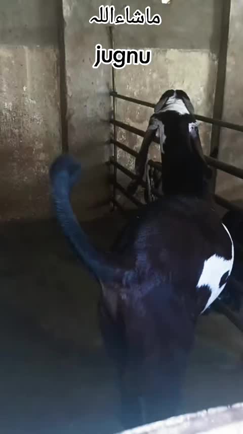 @abubakar Rajpoot