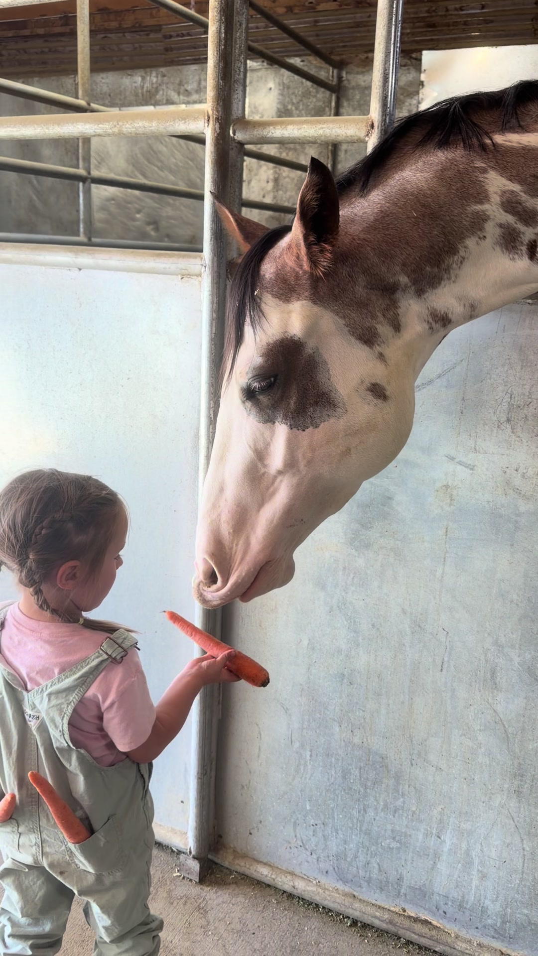 @horselife