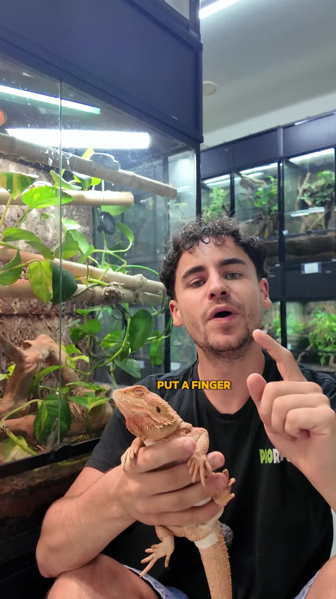 @prorep_reptile