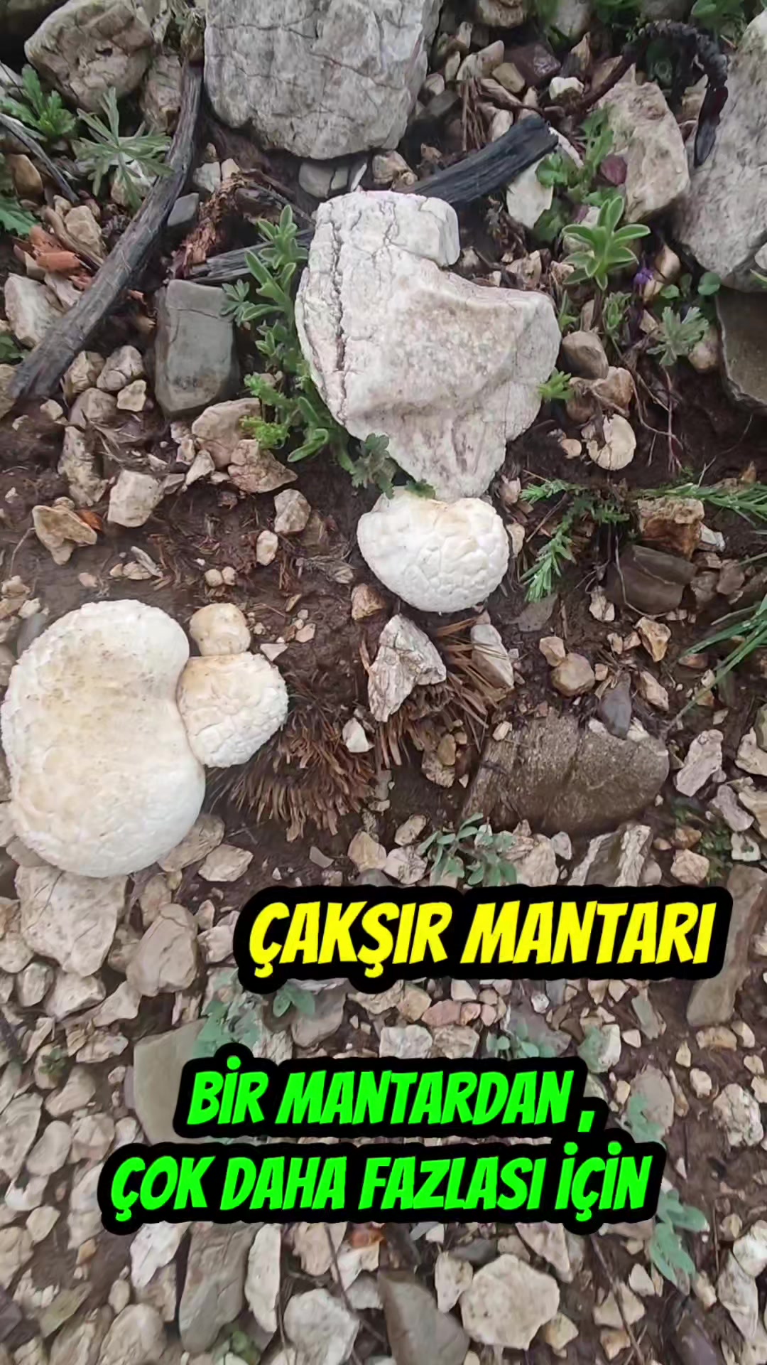 @Kamuran Arslan