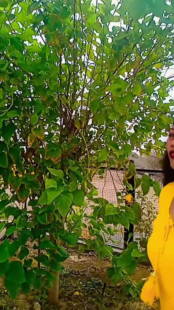 @nirmalatharu809