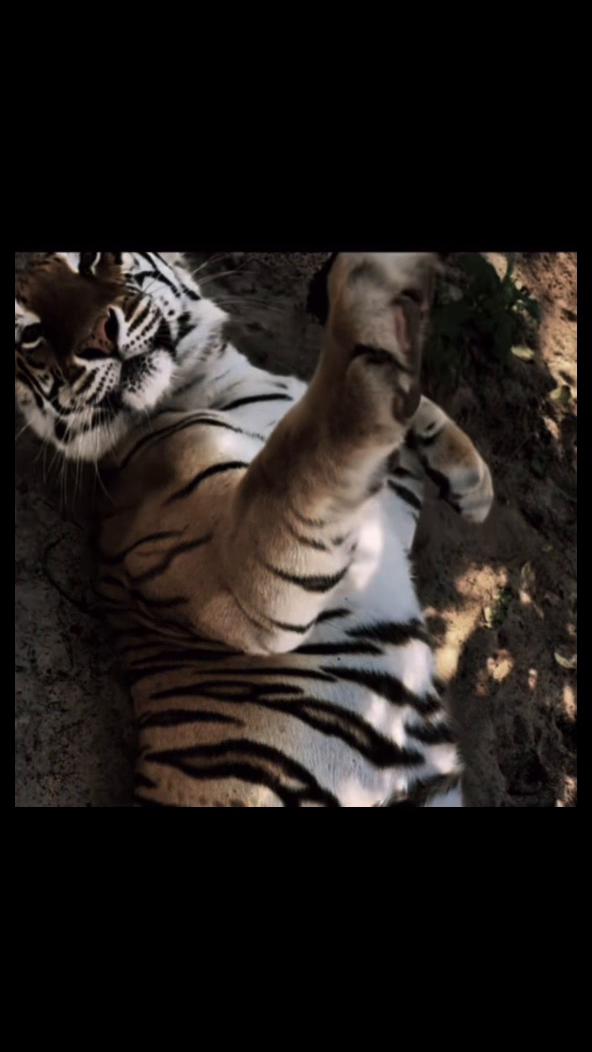 @𝘛𝘪𝘨𝘳𝘦𝘴𝘴 ⌗ 🐅