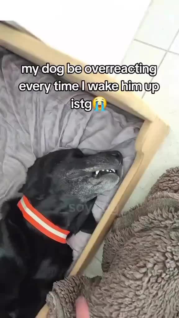 @simon_zazu