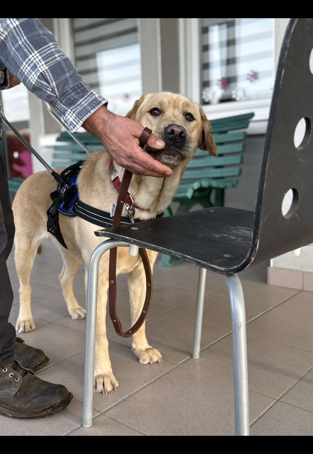 @Chiens Guides de l’Est