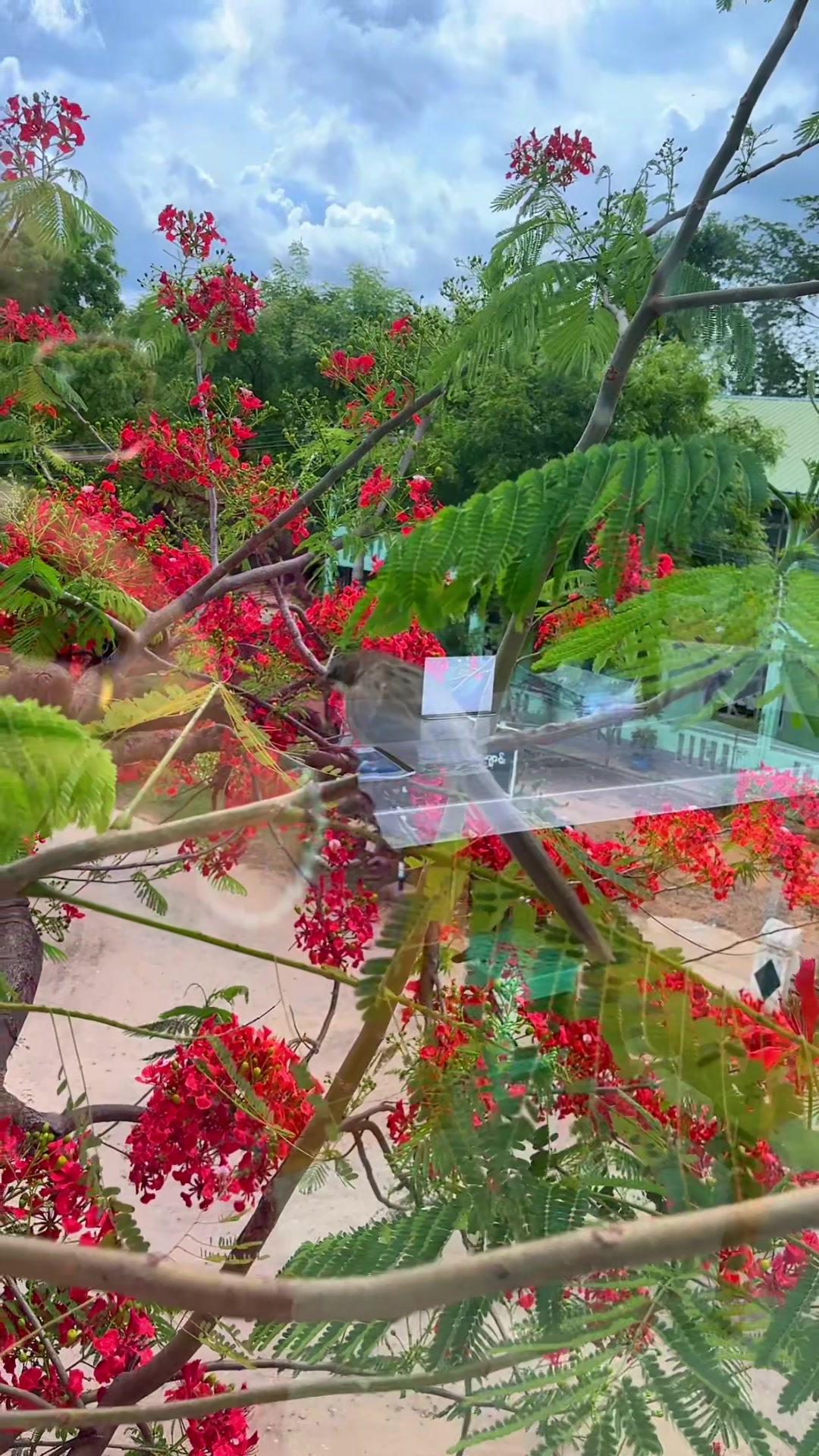 @Soe Moh Moh Khaing 6.6 M