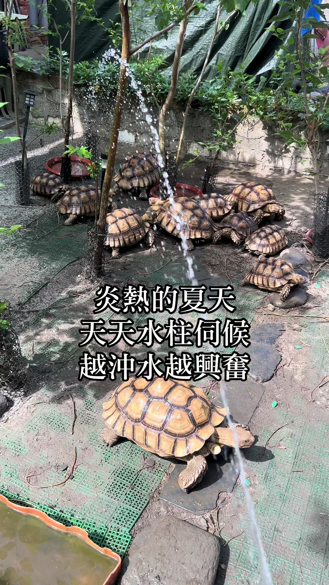 @琰 𝓛𝓸𝓷𝓰來了🐉〽️蘇卡達sulcata陸龜