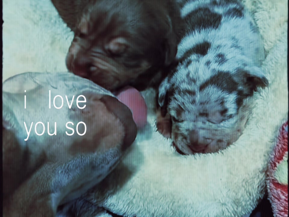 @Balder.Bulls.Kennel
