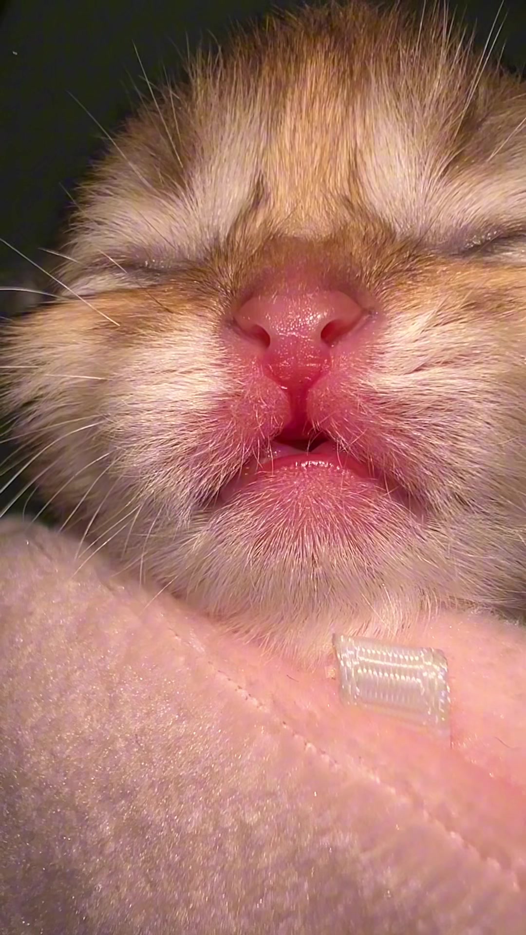 @Soothing Cats😻