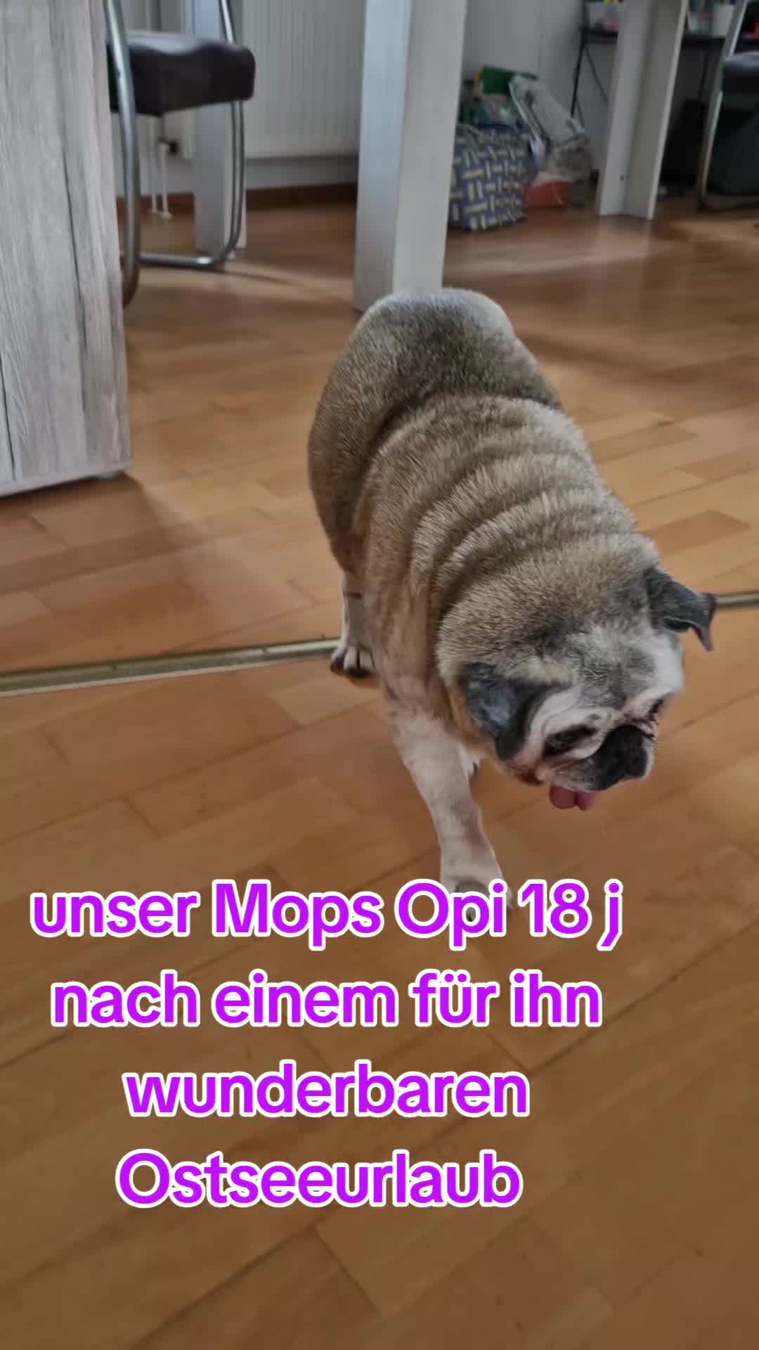 @Britti_Syke_Mops