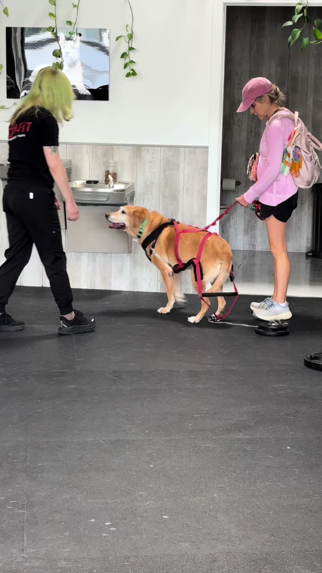 @ArfitDogRehabFitness