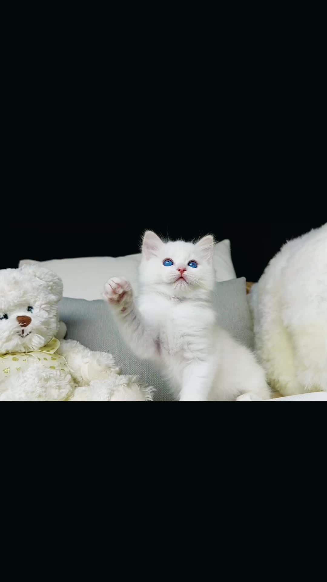 @My Epic Ragdoll