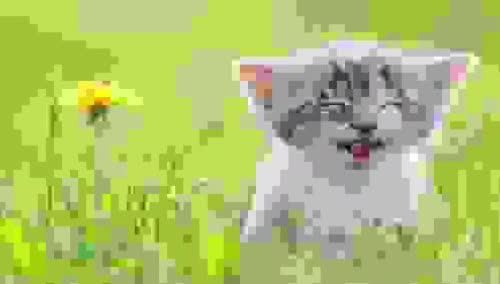 @solardude