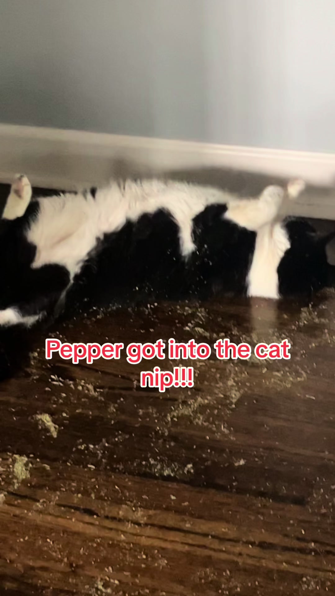 @Pepper and Cece … and Cocoa!!