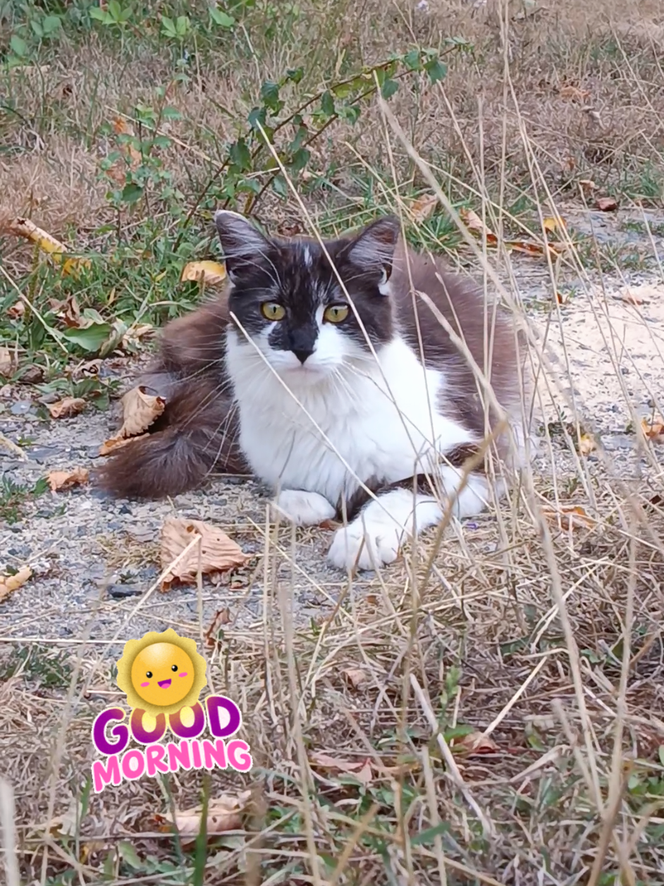 @Transcend'Horse 🐴 Luna'Cat 🐱