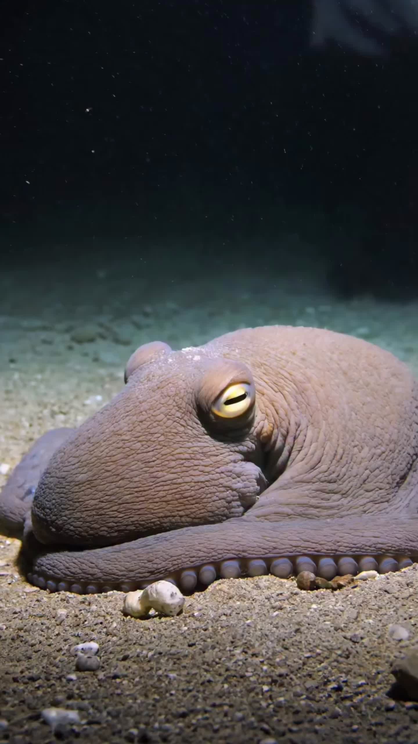 @DEEPSEA LOCKER