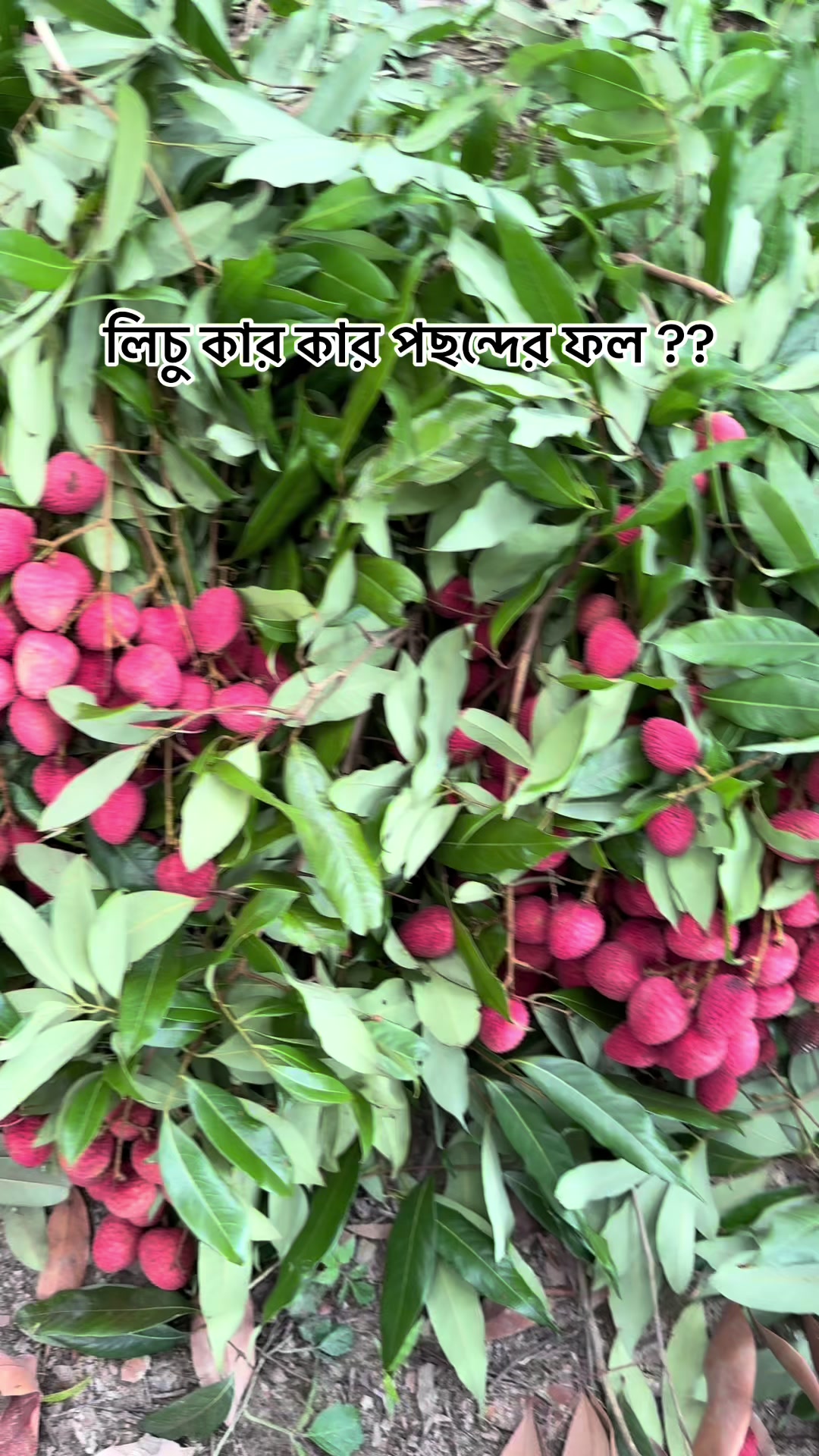 @Shaikat Islam Jelany