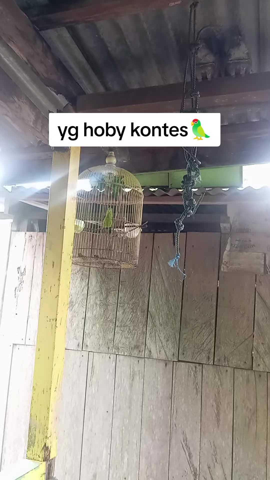 @Srindit kaltara 🦜
