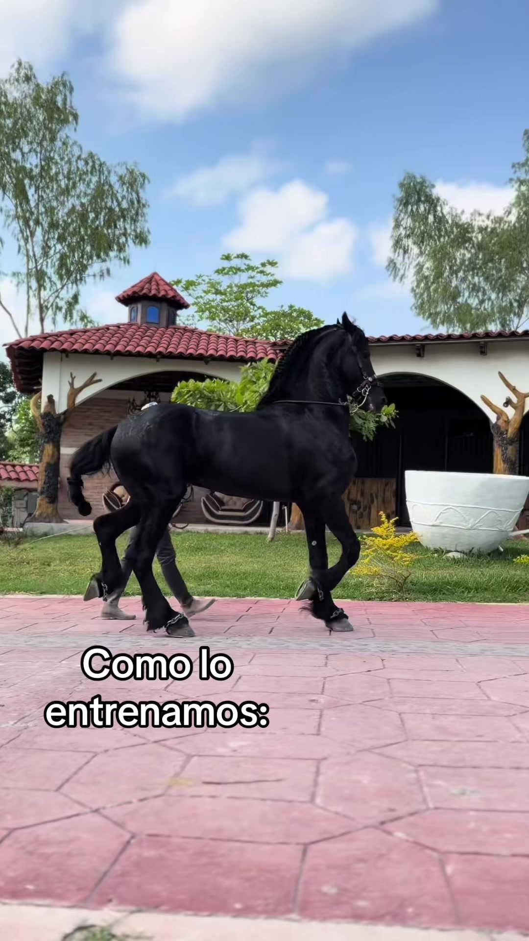 @Aracely