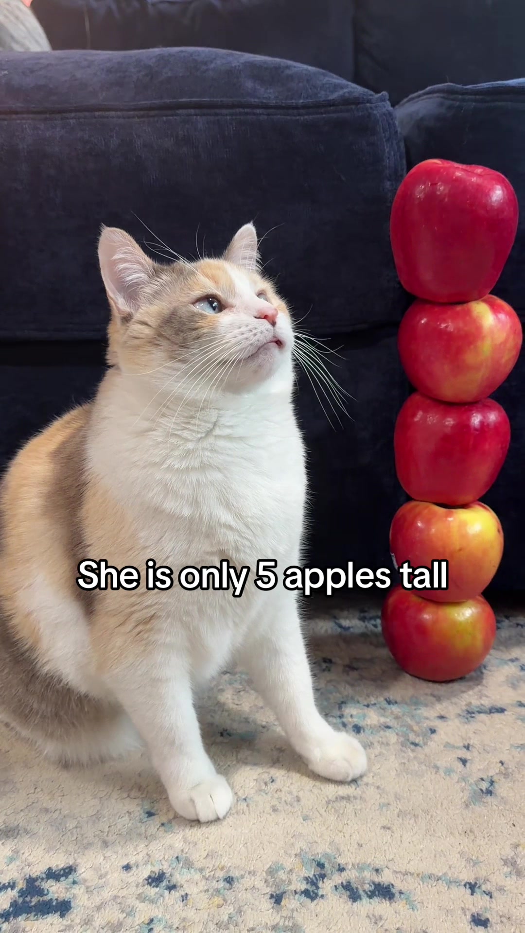 @Panko Cat