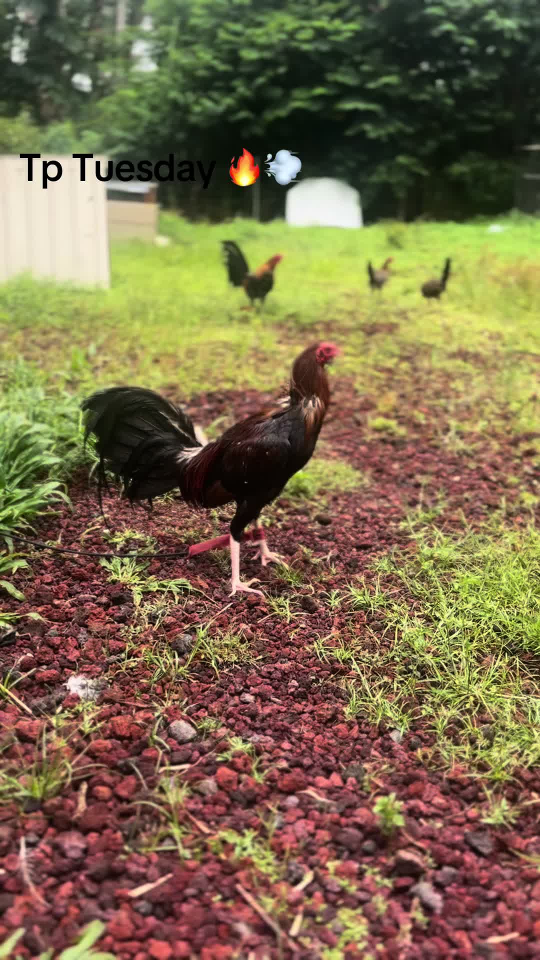 @ltowngamefowl