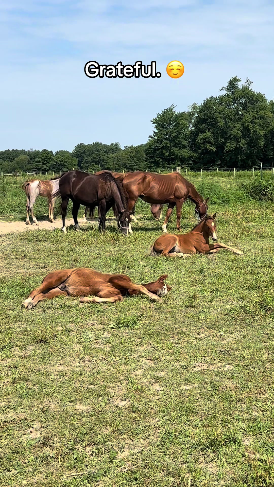 @K&R Performance Horses