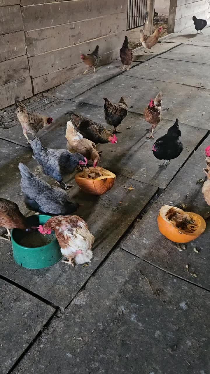 @Contraban Farms