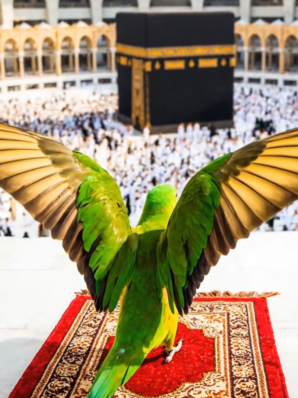 @Catty Pray