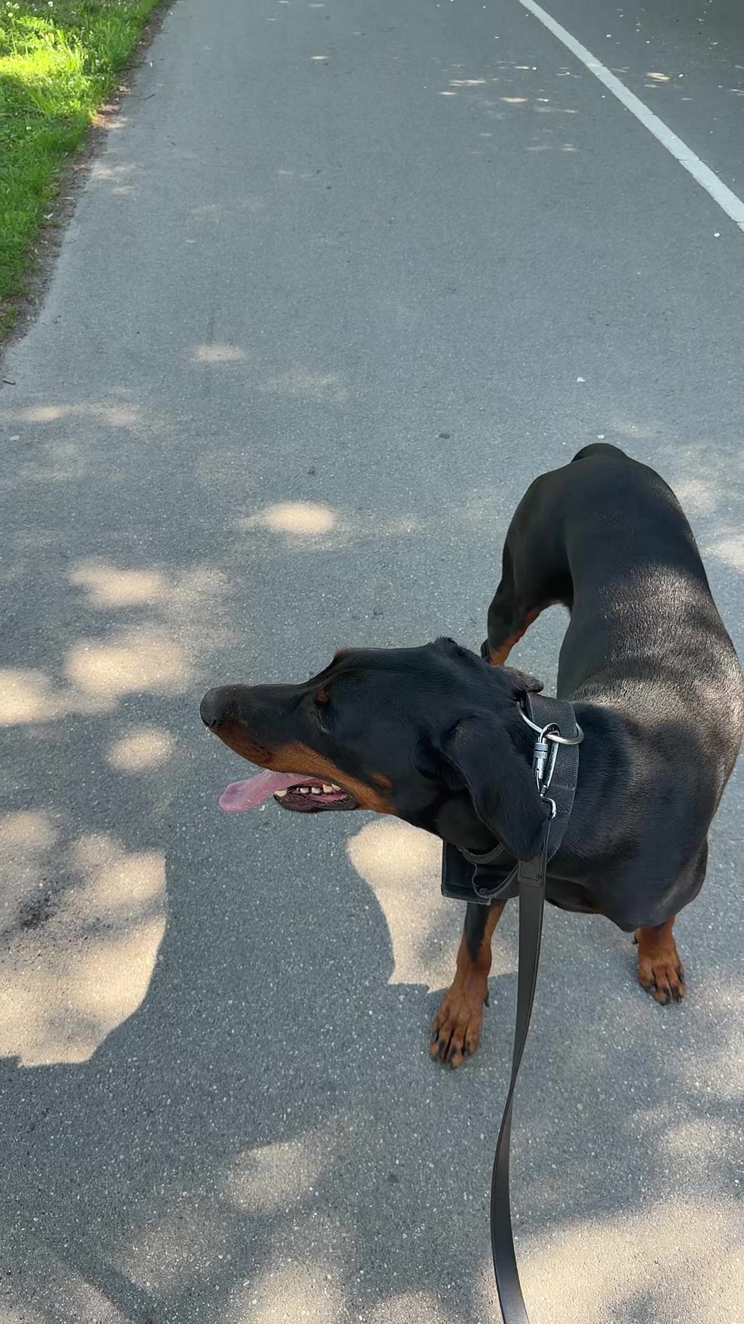 @Man&hisDobermann