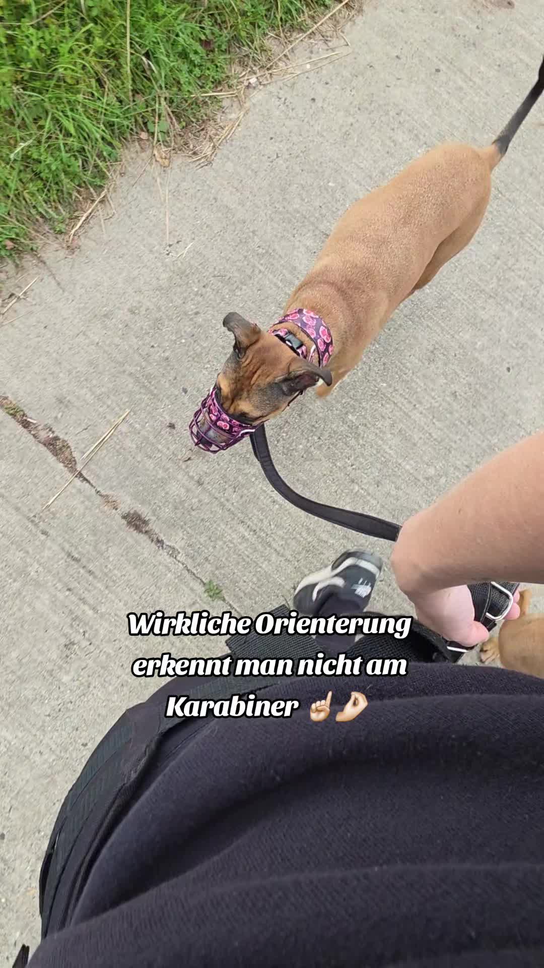 @Staffordshiremix Geschwister🐾