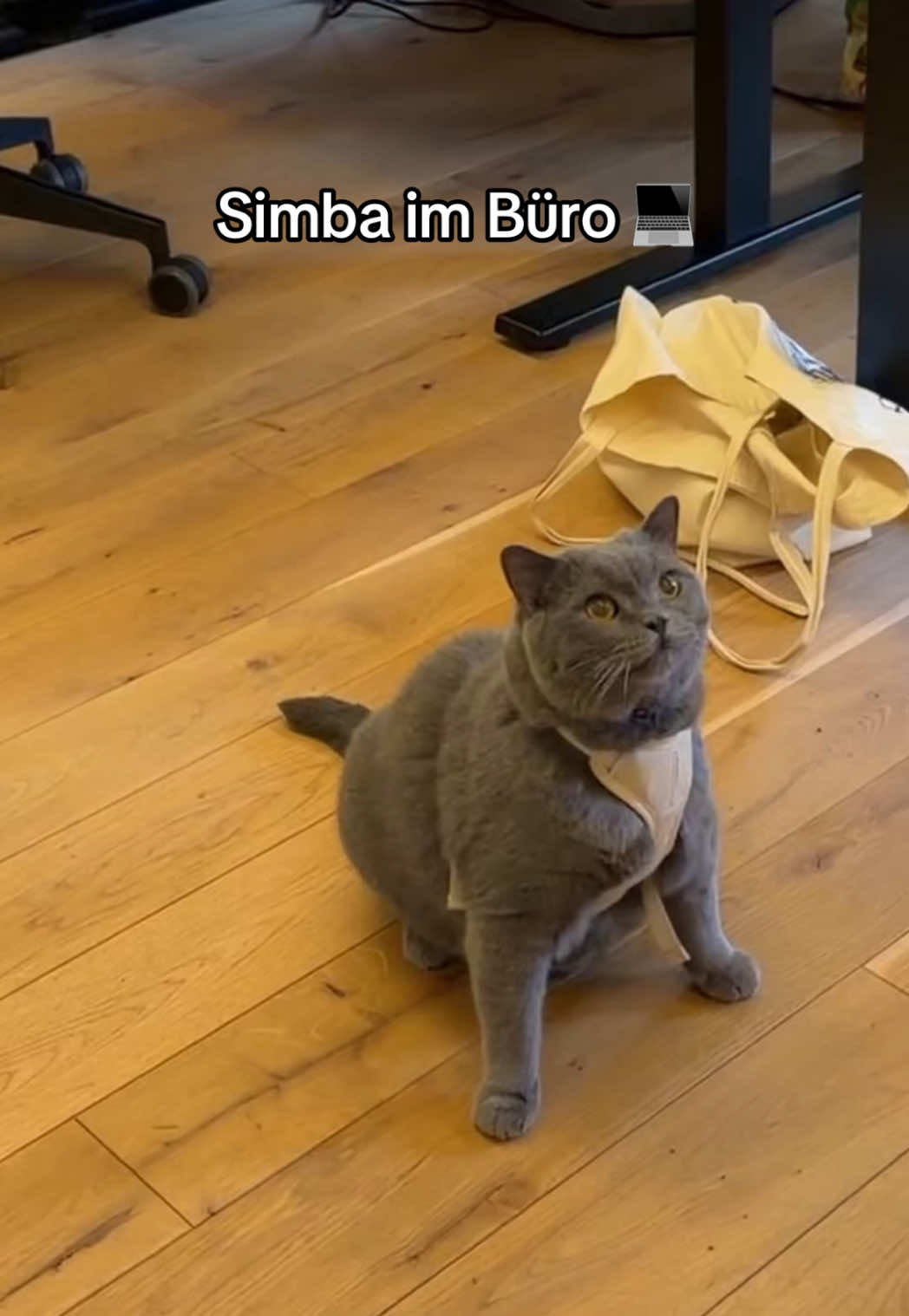 @Sinascolorcats