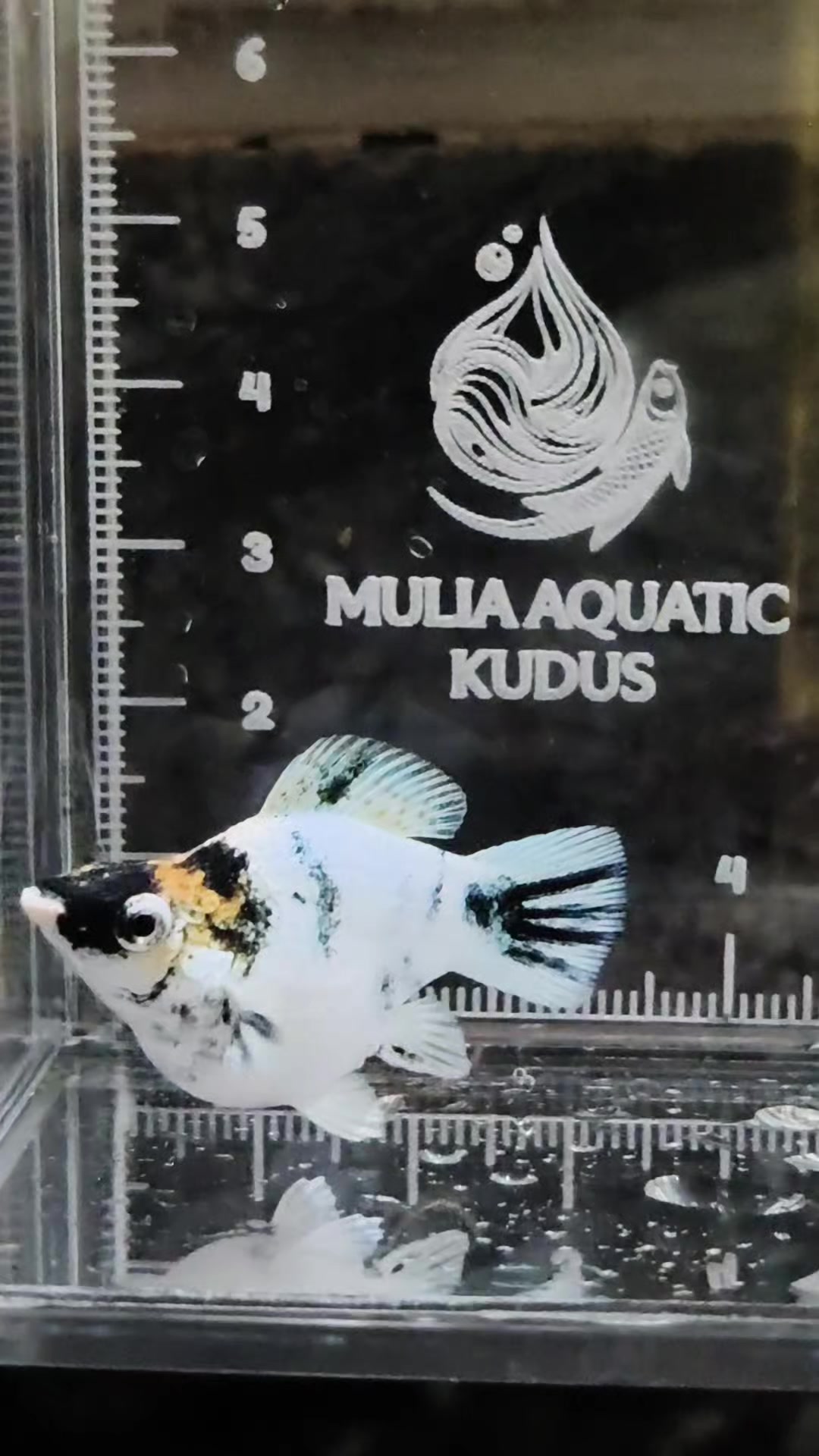 @MULIA AQUATIC
