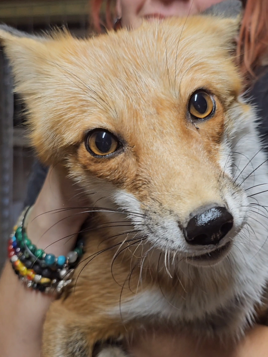 @saveafox