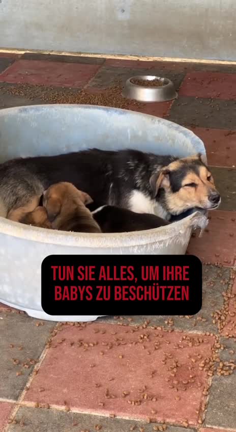 @Hunderettung Europa