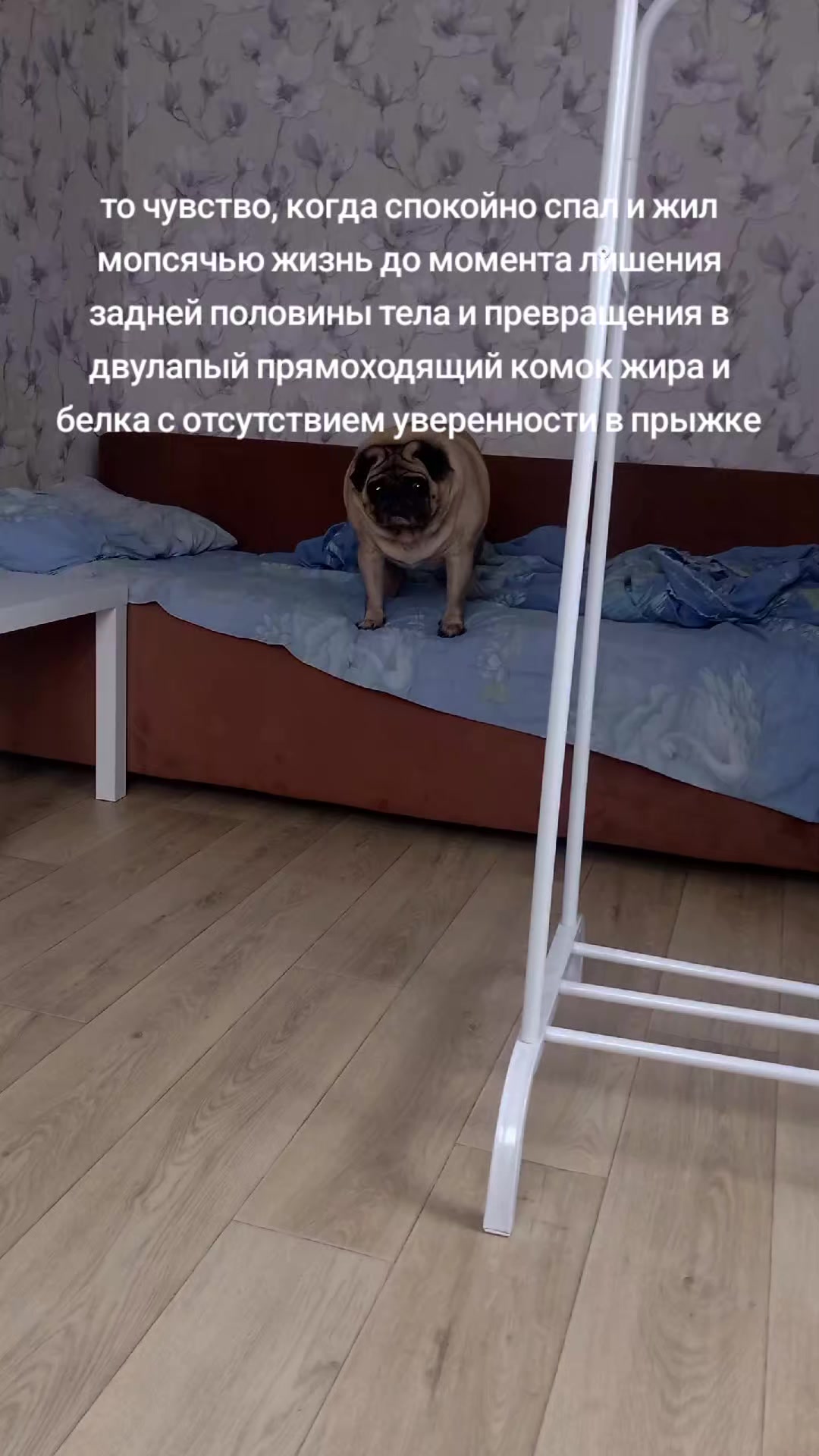 @tg: SamMops76
